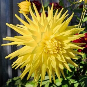 Dahlia Inland Dynasty