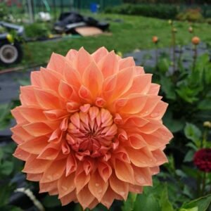 Alternative view of Dahlia Hamilton Lillian