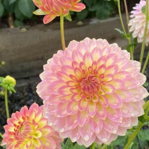 Alternative view of Dahlia Oreti Adele