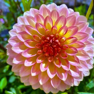 Dahlia Oreti Adele