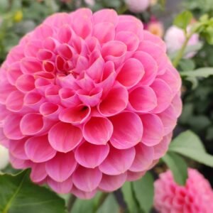Dahlia Pink Runner