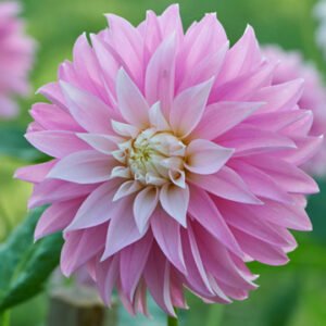 Dahlia Alloway Candy