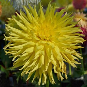 Alternative view of Dahlia Inland Dynasty