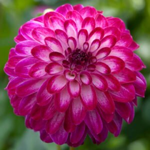 Dahlia Little Robert