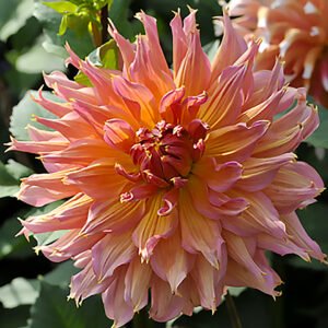 Alternative view of Dahlia Omega