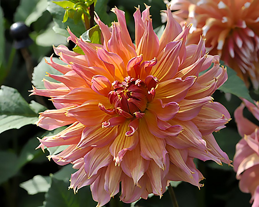 Dahlia Omega - Image 2