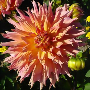 Dahlia Omega