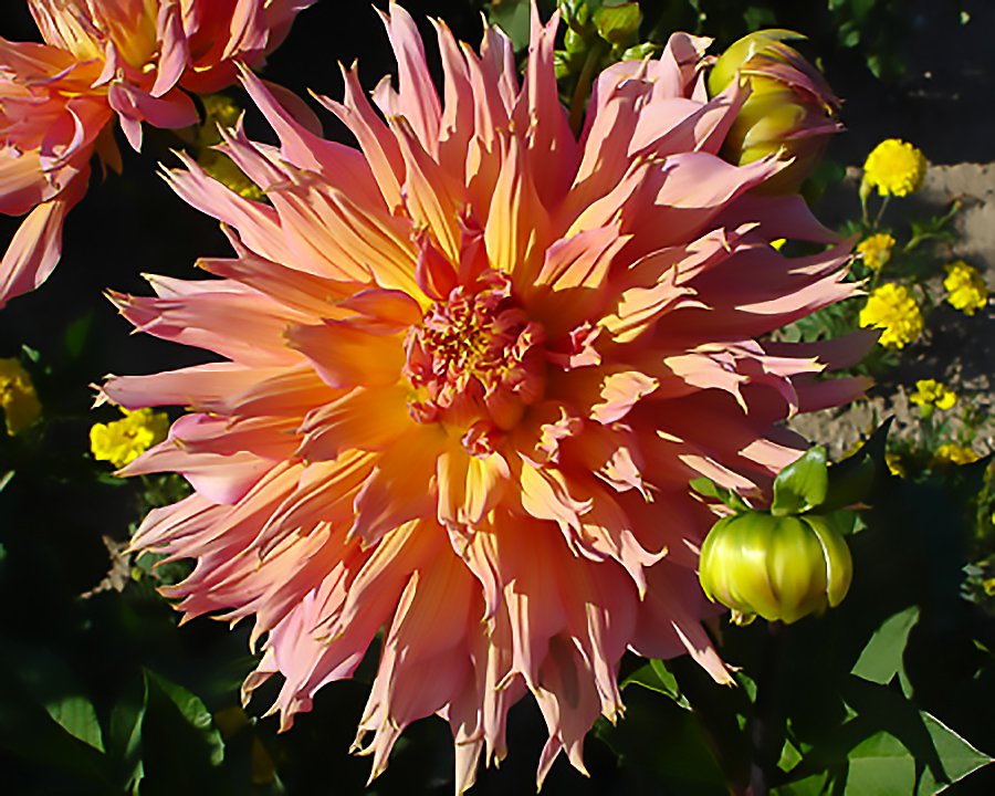 Dahlia Omega