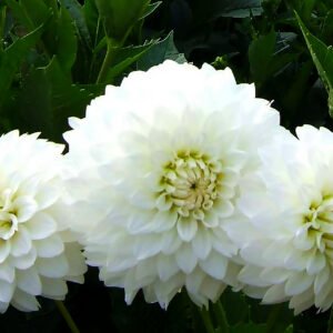 Dahlia White Purity