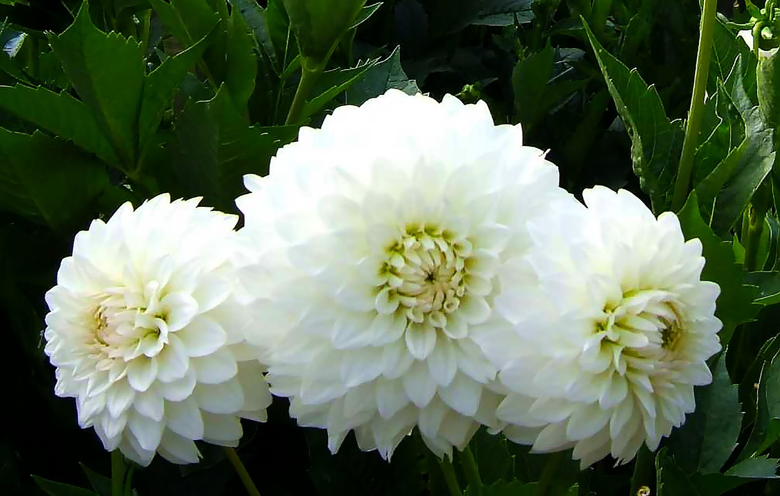 Dahlia White Purity