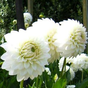 Alternative view of Dahlia White Purity