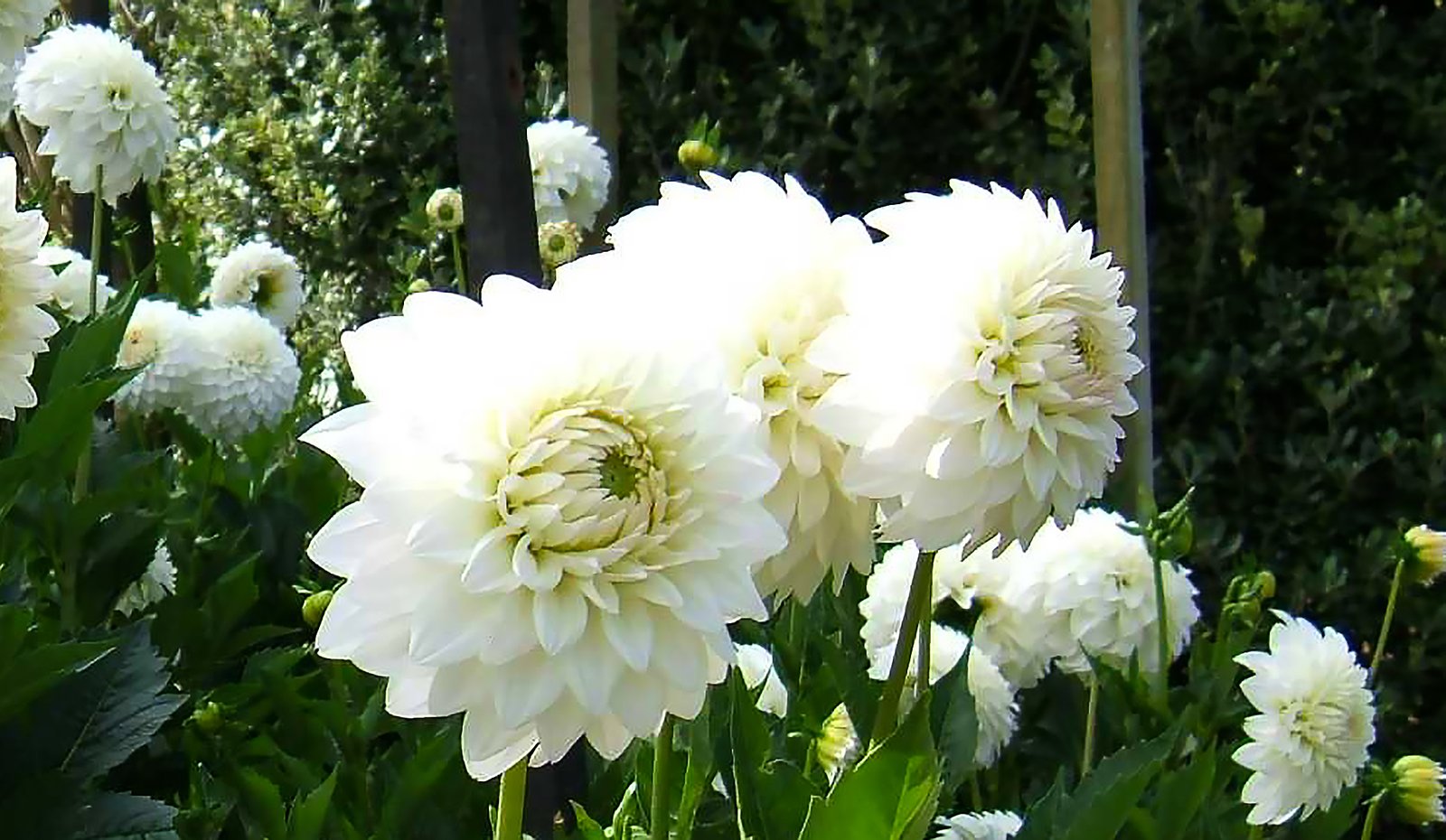 Dahlia White Purity - Image 2