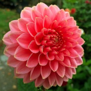 Dahlia Askwith Minnie