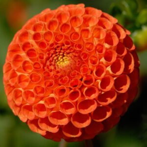 Dahlia Bantling