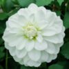 Dahlia Bride To Be