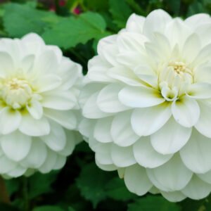 Alternative view of Dahlia Bride To Be