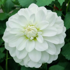 Dahlia Bride To Be