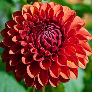 Dahlia Brown Sugar