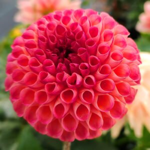 Dahlia Burlesca