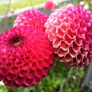 Alternative view of Dahlia Burlesca