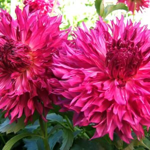 Dahlia Annabella's Haven