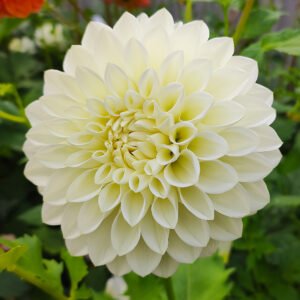 Dahlia Brooklyn Pearl