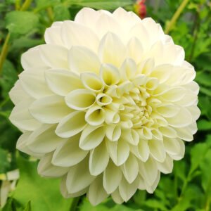 Dahlia Brooklyn Pearl