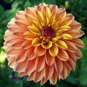 Dahlia Dear Alexander