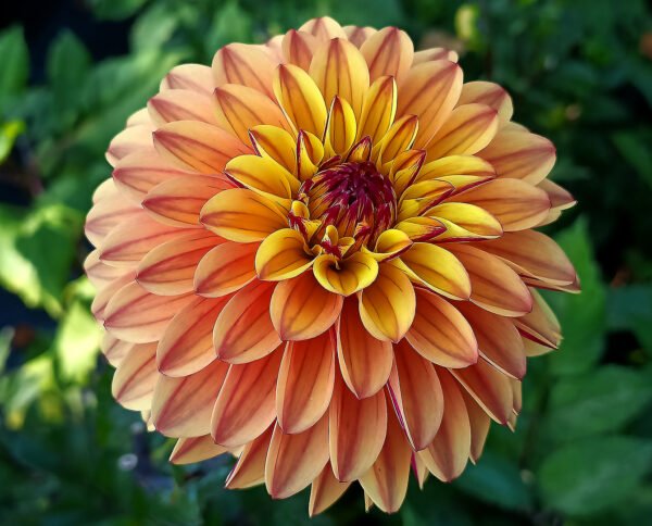Dahlia Dear Alexander – dahliasnz.com
