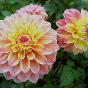 Alternative view of Dahlia Princess Elizabeth