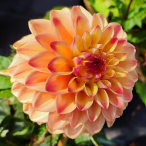 Dahlia Princess Elizabeth