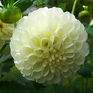 Alternative view of Dahlia Snowflake