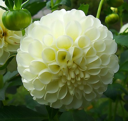 Dahlia Snowflake - Image 2