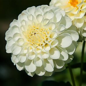 Dahlia Snowflake