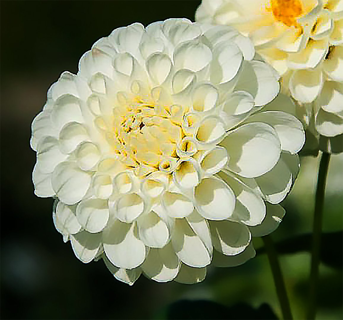 Dahlia Snowflake