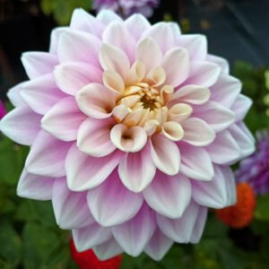 Dahlia Sweet Lucille