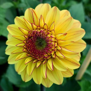 Alternative view of Dahlia Dear Alexander