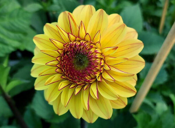 Dahlia Dear Alexander – dahliasnz.com