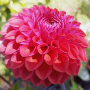 Alternative view of Dahlia Diamond Eunice P