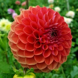 Dahlia Diamond Eunice P