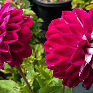 Dahlia Embassy