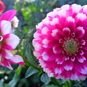 Alternative view of Dahlia Fuzzy Wuzzy