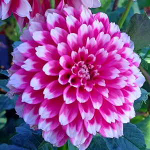 Dahlia Fuzzy Wuzzy