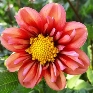 Dahlia Haven's Ebby