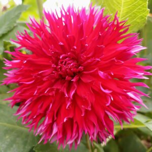 Dahlia Haven's Fire