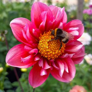 Dahlia Haven's Raspberry Beret