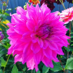 Dahlia Helen Richmond
