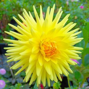 Dahlia Highwarden Cliff