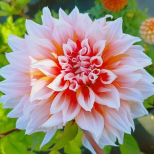 Dahlia Holland Festival