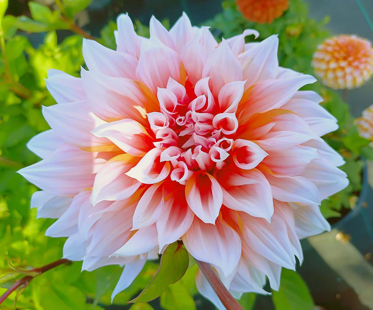 Dahlia Holland Festival